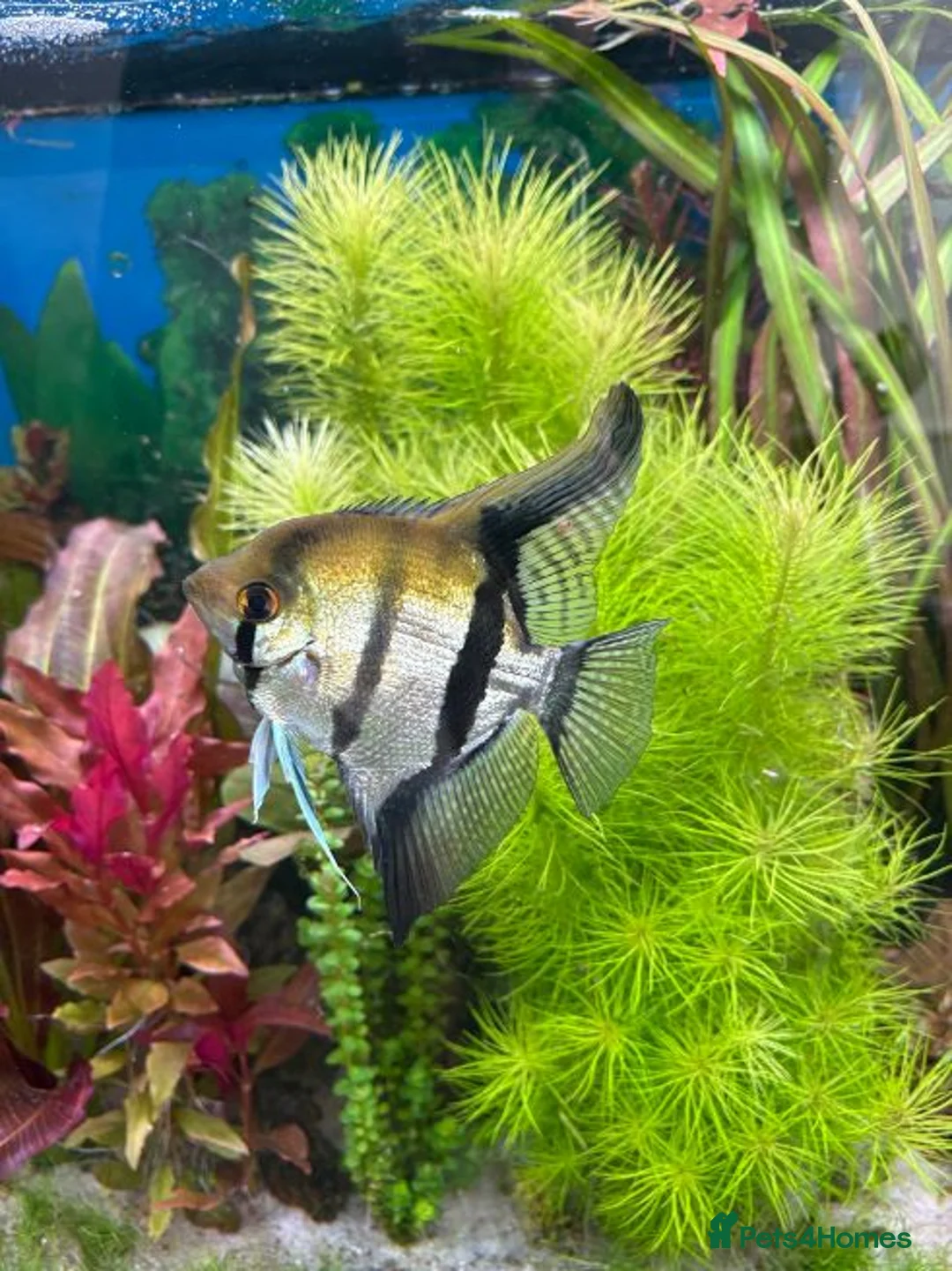 Angelfish fish for sale: 4 Peruvian Altum Angelfish - 2 breeding pairs - Advert 4