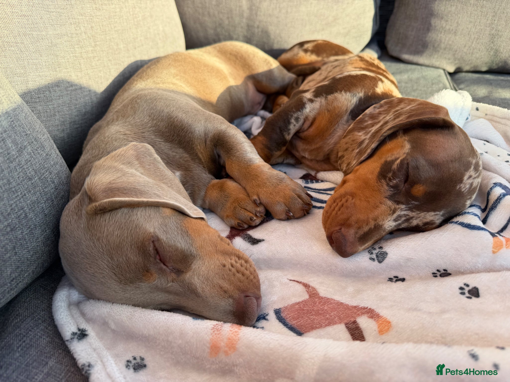 Miniature Dachshund dogs 16 week old boys  - Advert 1