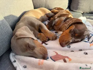 Miniature Dachshund dogs 16 week old boys - Advert 1