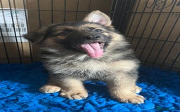German Shepherd dogs for sale: KC Reg German Shepherd Puppies - Stunning colours  - Image 3