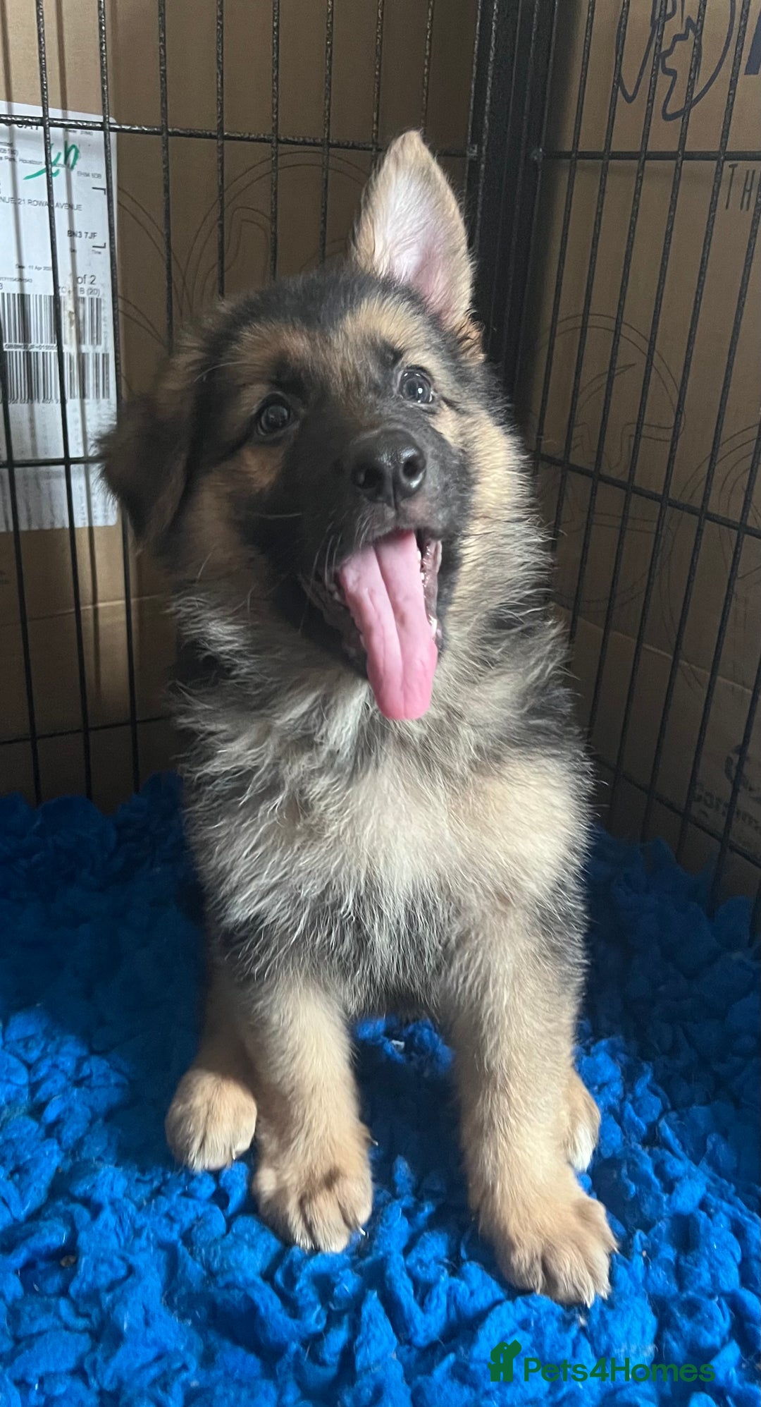 German Shepherd dogs for sale: KC Reg German Shepherd Puppies - Stunning colours  - Image 3