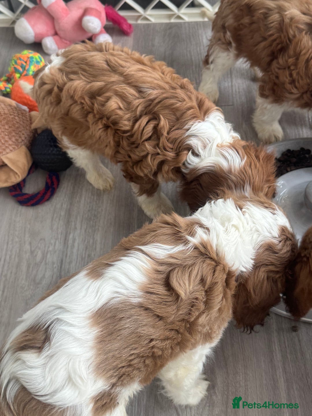 Cavalier King Charles Spaniel dogs for sale: Pedigree King Charles cavaliers - Image 5