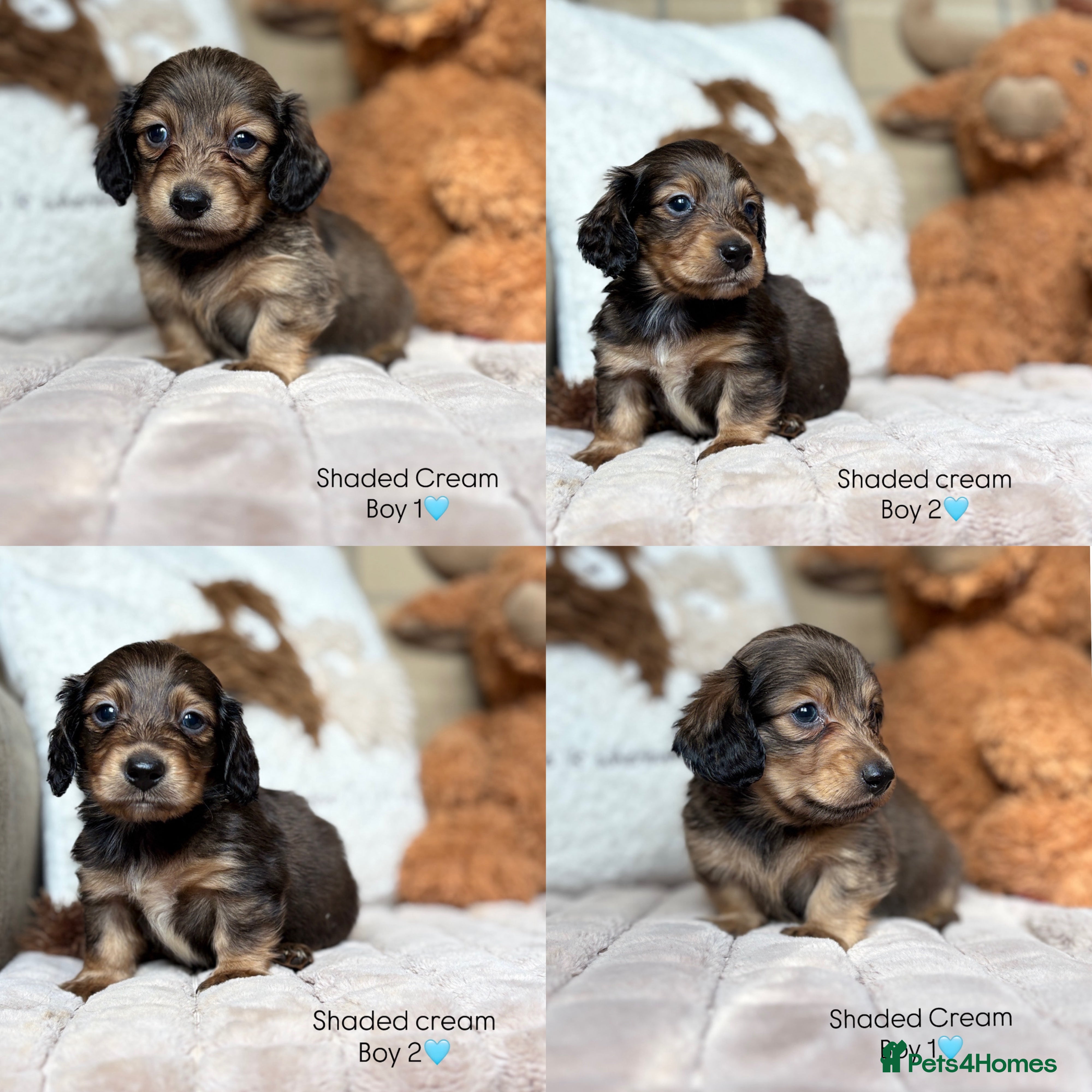 Miniature Dachshund dogs KC CREAM LONG HAIRED MINIATURE DACHSHUNDS🤍 - Advert 15