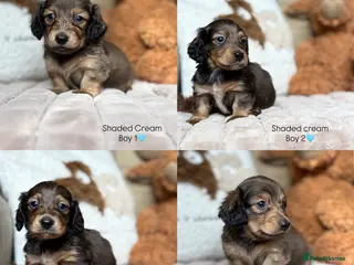 Miniature Dachshund dogs KC CREAM LONG HAIRED MINIATURE DACHSHUNDS🤍 - Advert 15