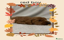 Cockapoo dogs for sale: Quality F1 Cockapoos  - Image 8