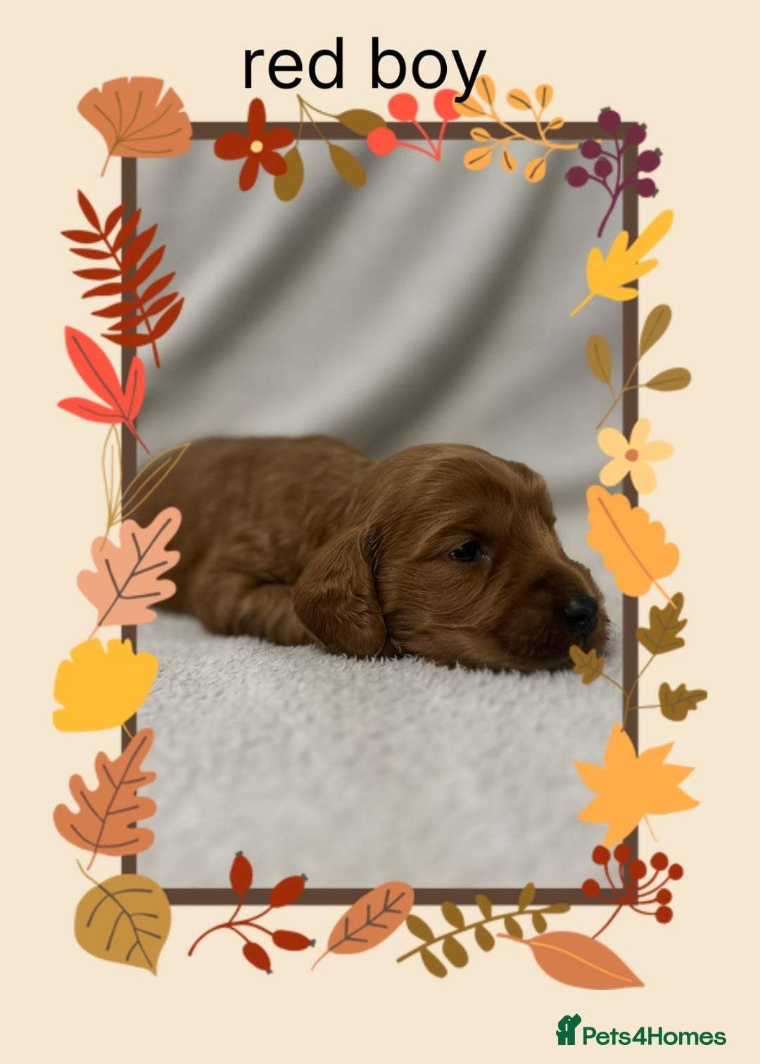 Cockapoo dogs for sale: Quality F1 Cockapoos  - Image 8