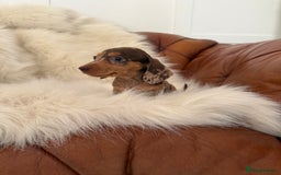 Miniature Dachshund dogs for sale: Stunning Silver & Chocolate Dapple Miniatures - Image 17
