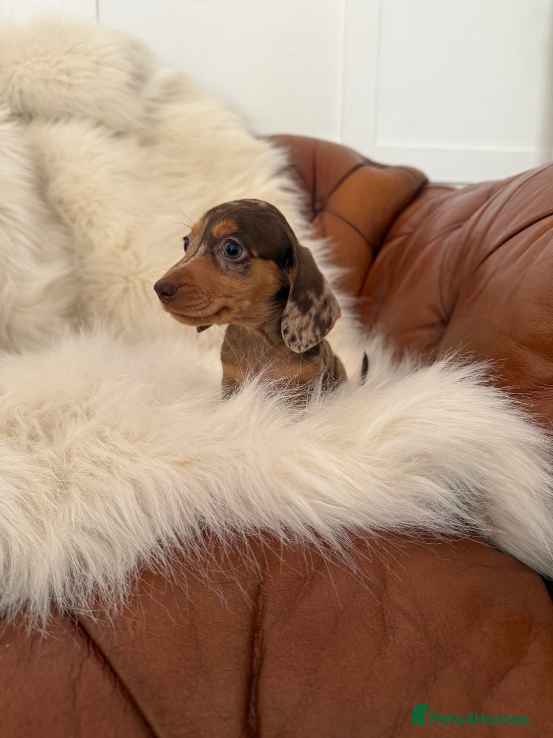Miniature Dachshund dogs for sale: Stunning Silver & Chocolate Dapple Miniatures - Image 17