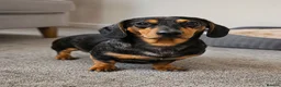 Miniature Dachshund dogs for sale: Miniature Dachshund Puppies Ready To Reserve - Advert 11
