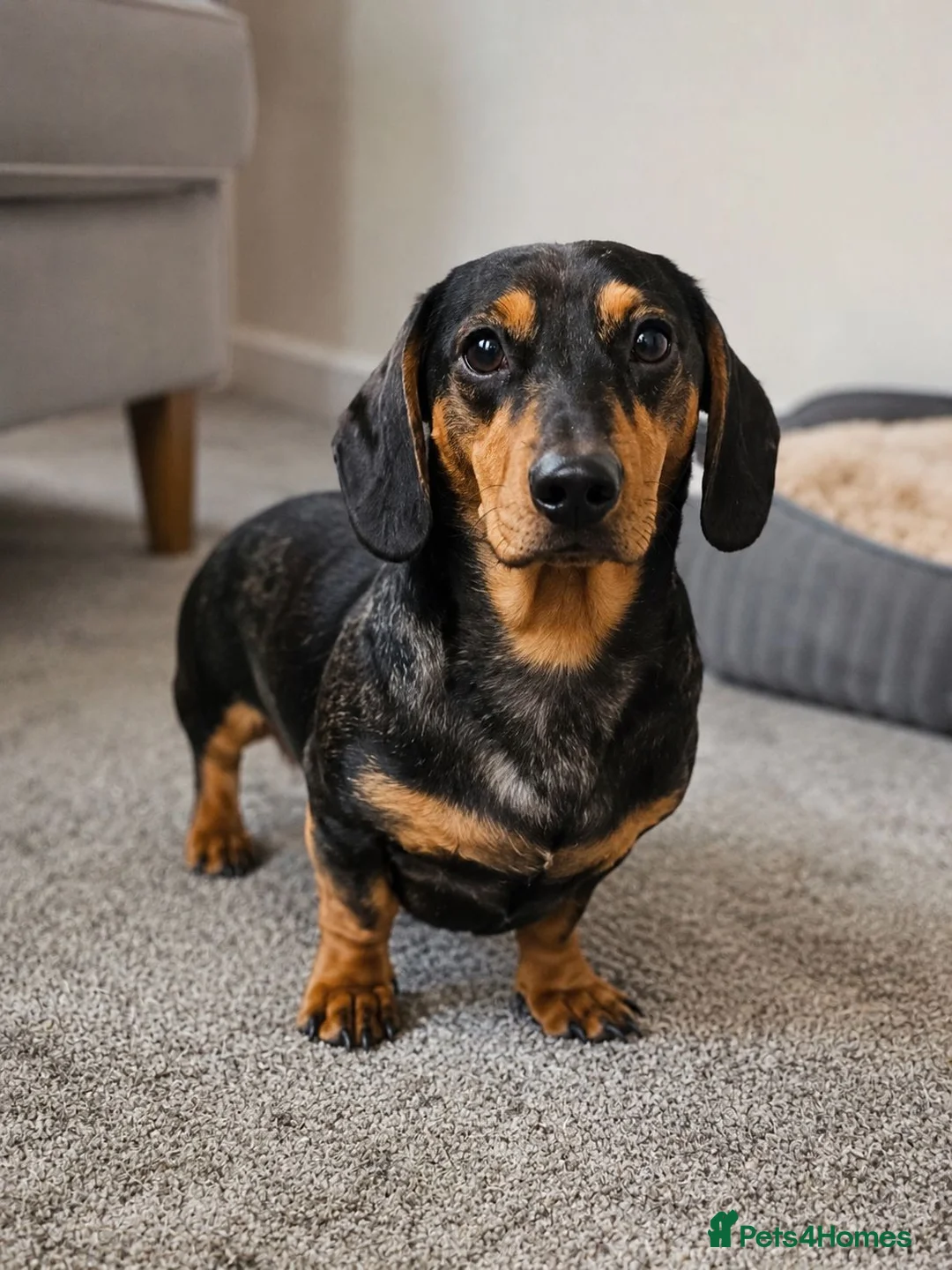 Miniature Dachshund dogs for sale: Miniature Dachshund Puppies Ready To Reserve - Advert 11