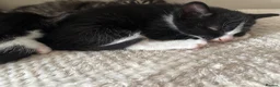 Mixed Breed cats for sale: 3 kittens for sale  - Advert 5