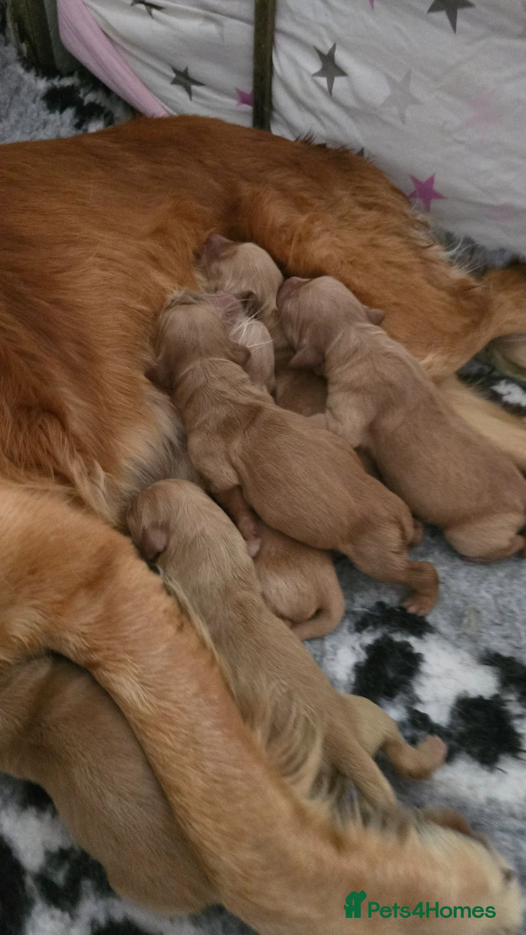 Golden Retriever dogs for sale: *Beautiful Dna clear, KC reg male puppy* - Advert 8
