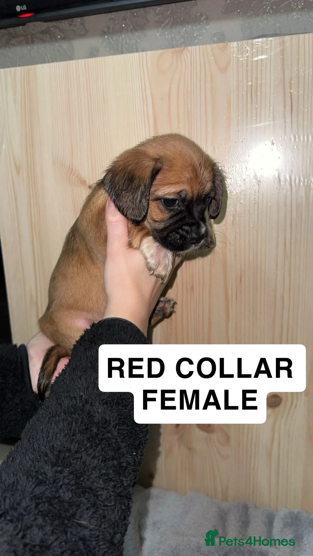 Puggle dogs for sale: Puggle’s For Sale🐶 - Advert 2