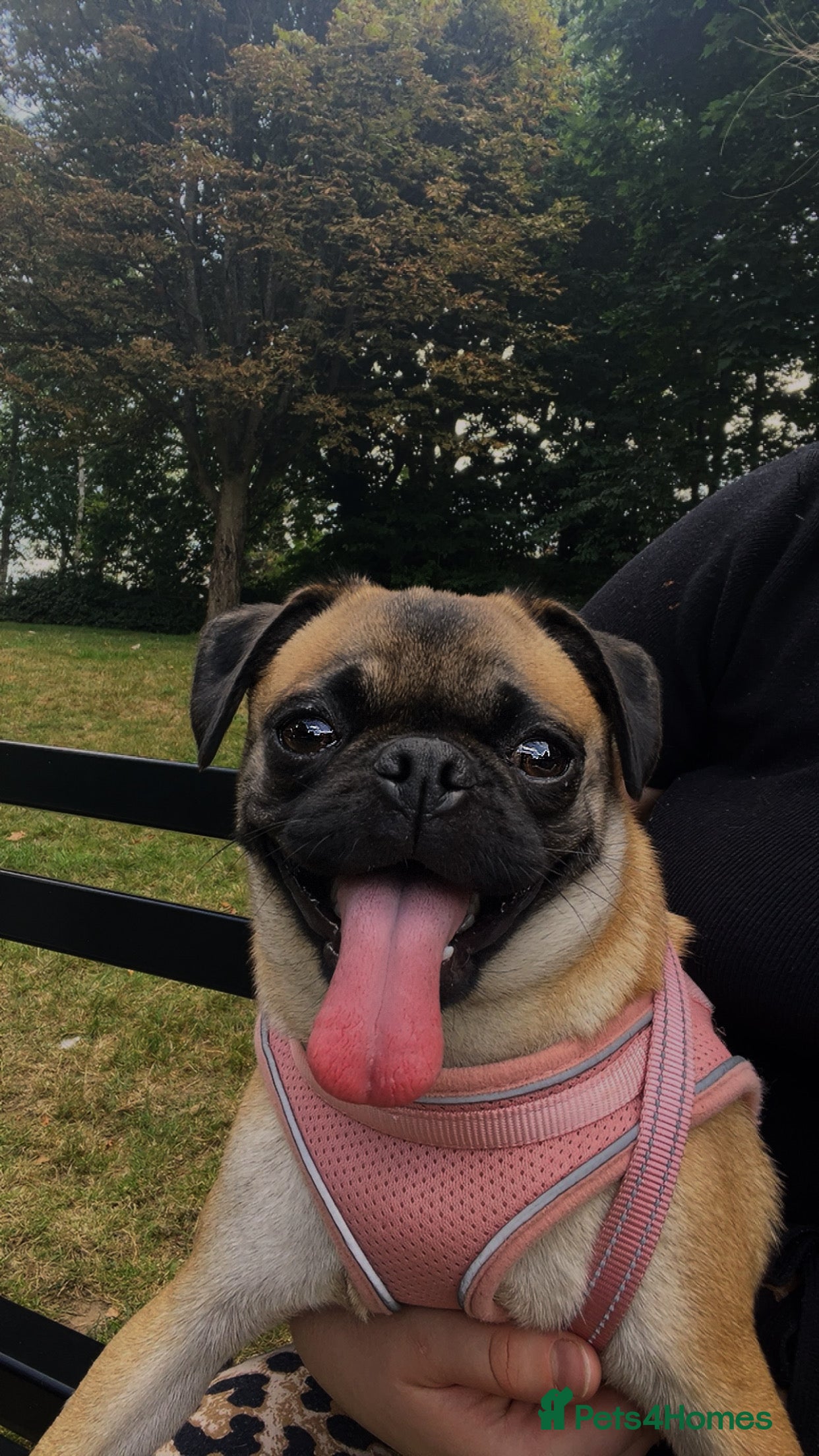 Pug dogs Loving Home Needed for 2-Year-Old Female Pug in Aldershot - Advert 2
