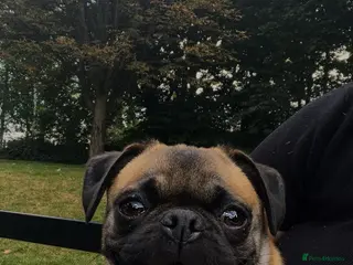 Pug dogs Loving Home Needed for 2-Year-Old Female Pug in Aldershot - Advert 2