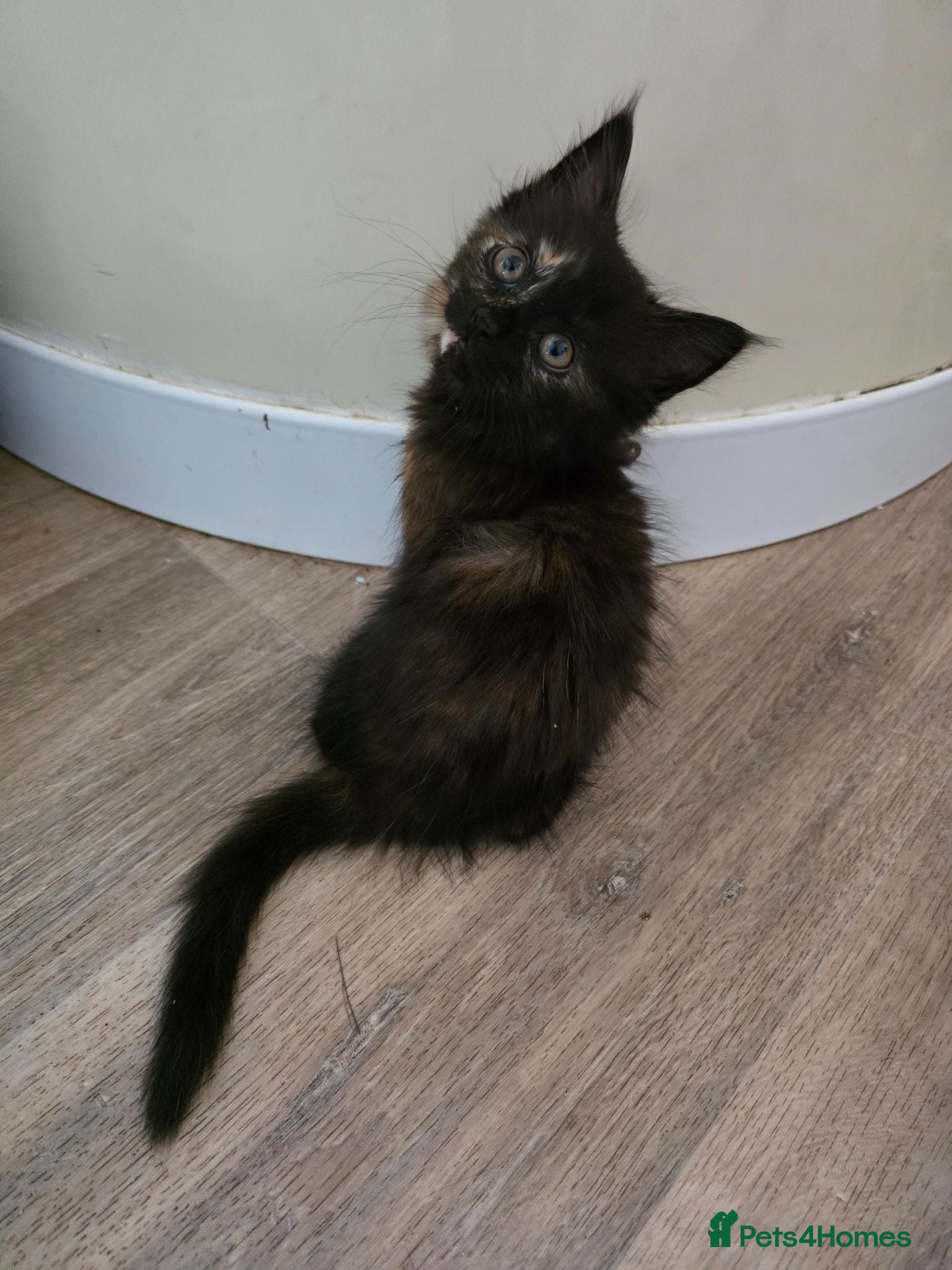 Mixed Breed cats 2 kittens ready to leave  - Advert 2