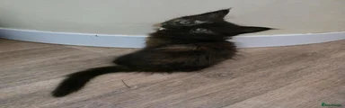 Mixed Breed 2