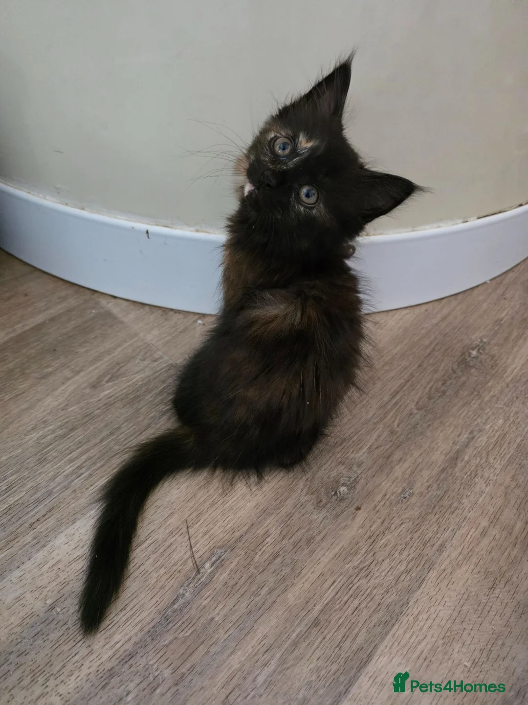 Mixed Breed cats for sale: 2 kittens ready to leave  in Nuneaton - Advert 1