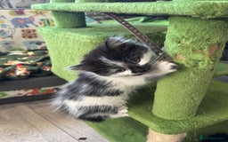 Mixed Breed cats for sale: Long haired girl fluffy Kittens  - Image 8