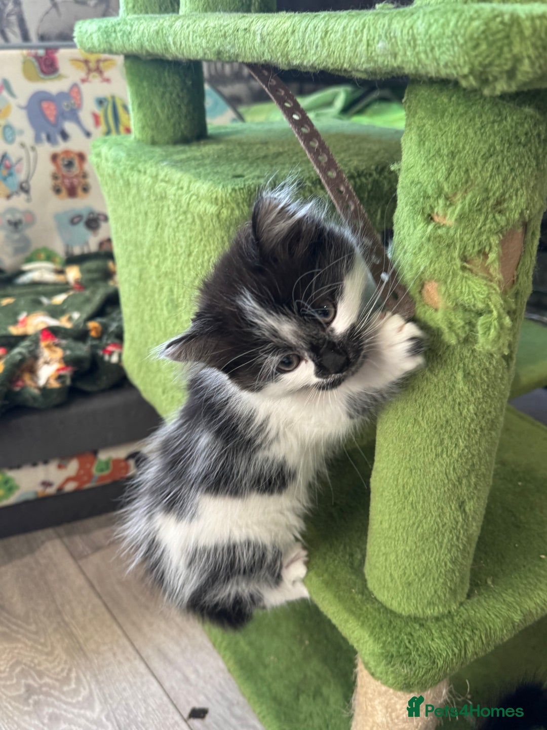 Mixed Breed cats for sale: Long haired girl fluffy Kittens  - Image 8