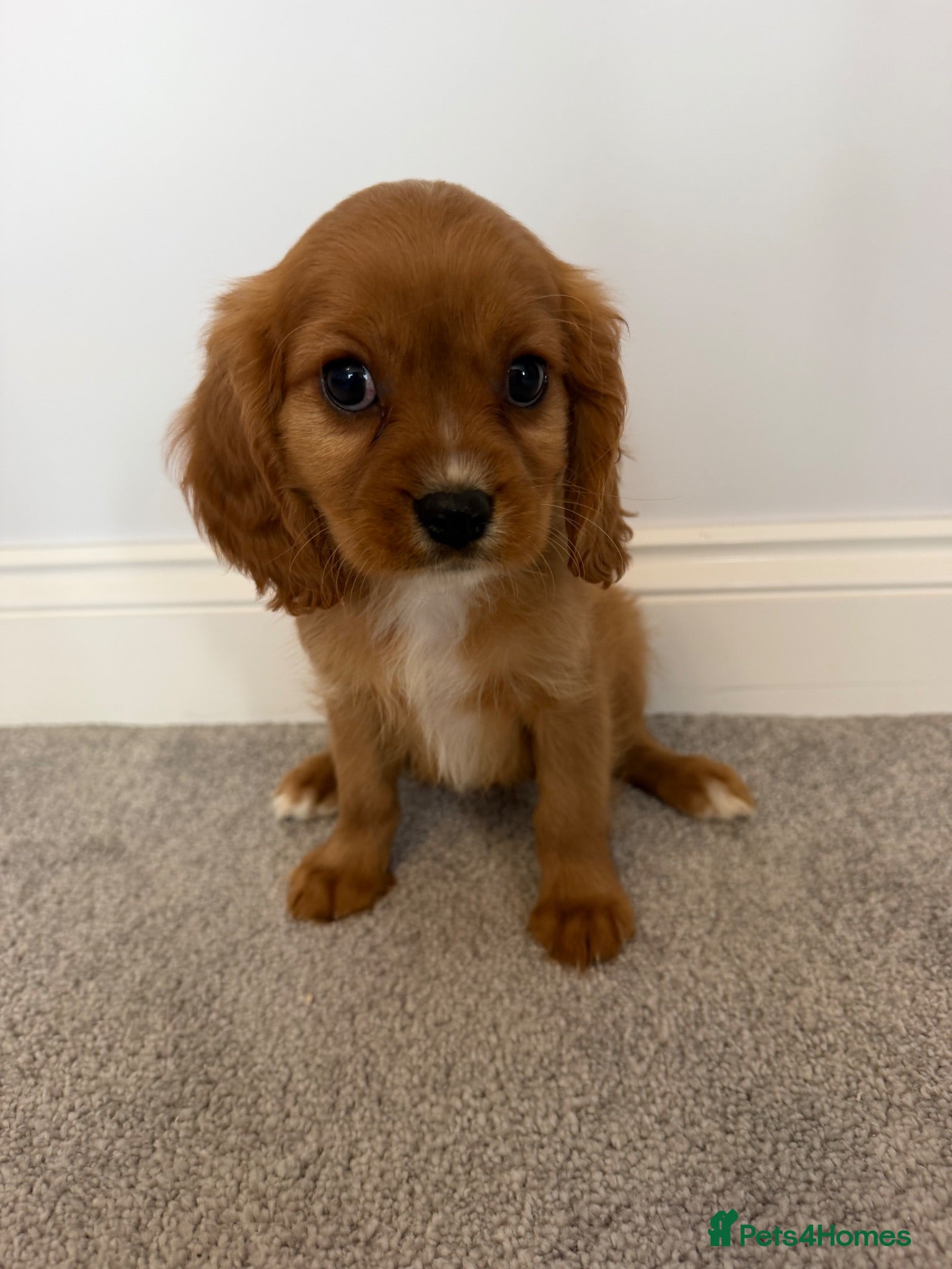 Cavalier King Charles Spaniel dogs Cavalier King Charles puppies  - Advert 6