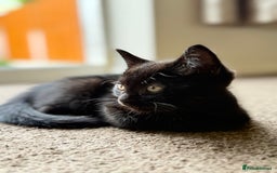 British Shorthair cats for sale: Beautiful kittens - Image 10