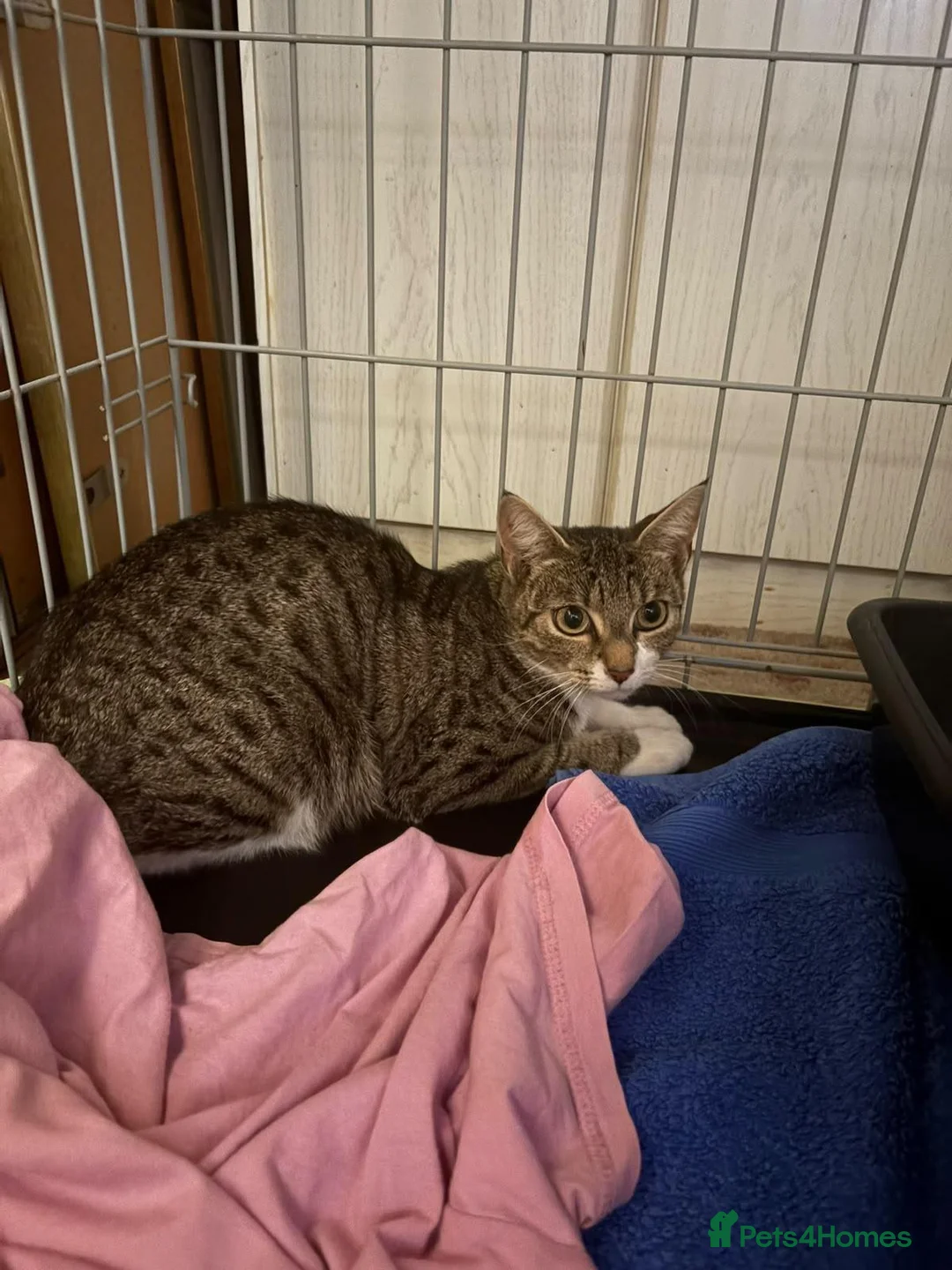 Mixed Breed cats for adoption: Gorgeous mom Lola looking for a home - Advert 2
