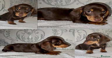 Miniature Dachshund dogs - Advert 1