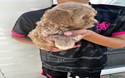 Cockapoo dogs for sale: Cockapoos  - Image 5