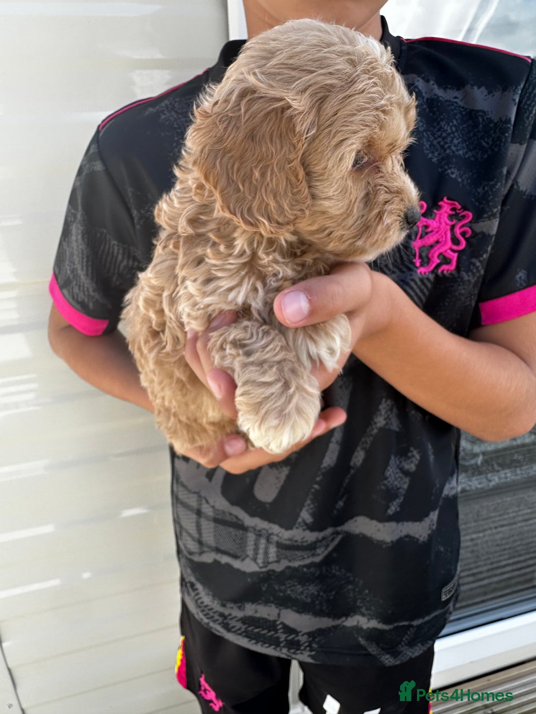 Cockapoo dogs for sale: Cockapoos  - Image 5