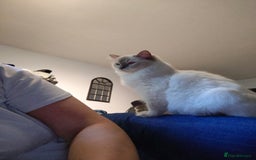 Ragdoll cats for sale: Lilac point female ragdoll - Image 6