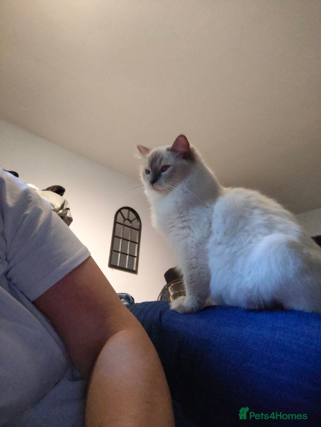 Ragdoll cats for sale: Lilac point female ragdoll - Image 6