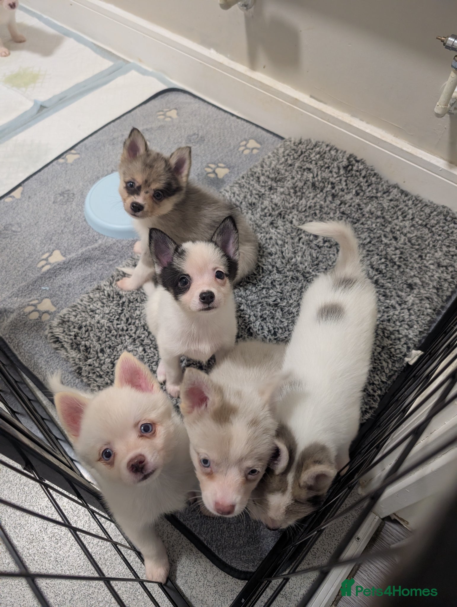 Pomsky dogs Ready to go TODAY! Stunning F3 Pomsky Puppies! - Advert 2