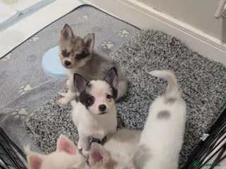 Pomsky dogs Ready to go TODAY! Stunning F3 Pomsky Puppies! - Advert 2