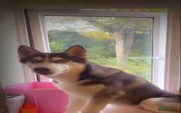 Siberian Husky dogs for sale: Siberian husky - Image 1