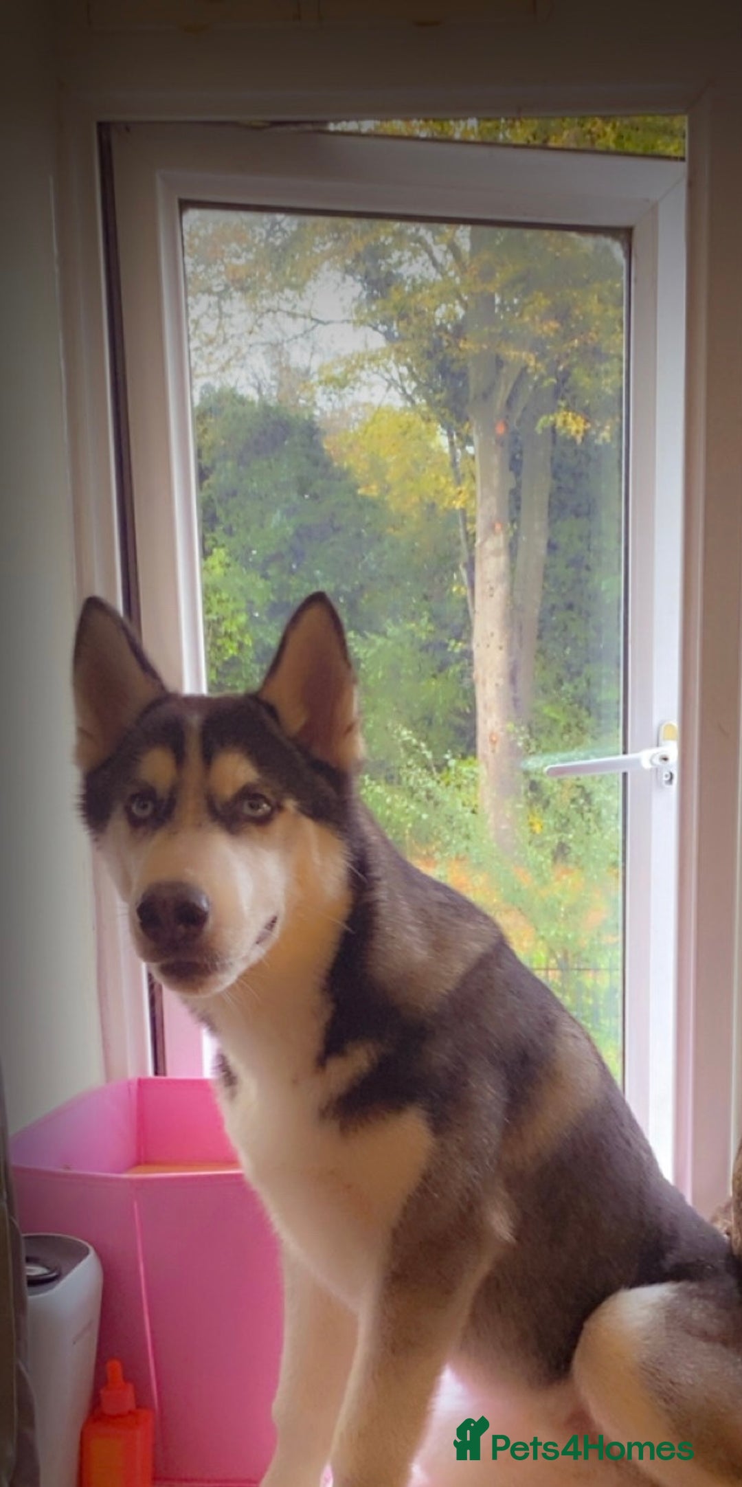 Siberian Husky dogs for sale: Siberian husky - Image 1