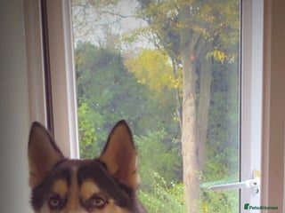 Siberian Husky dogs for sale - Advert 1