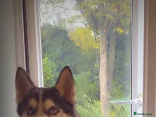 Siberian Husky dogs Siberian husky - Advert 14