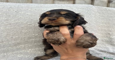Cocker Spaniel dogs - Advert 5