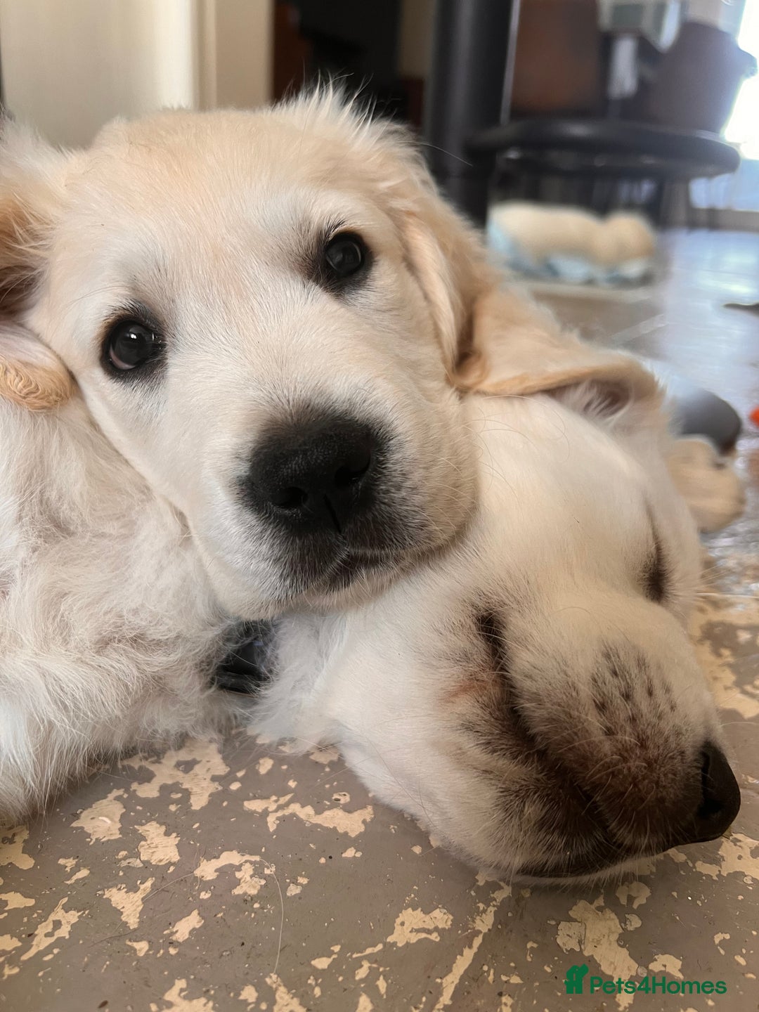 Golden Retriever dogs for sale: Last girl remaining  in Doncaster - Image 7