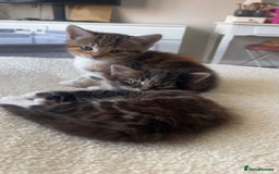 Domestic Shorthair cats for sale: 3 beautiful kittens!  - Image 3