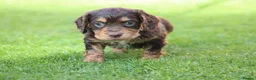Cocker Spaniel dogs for sale: Beautiful pups in Durham - Advert 5
