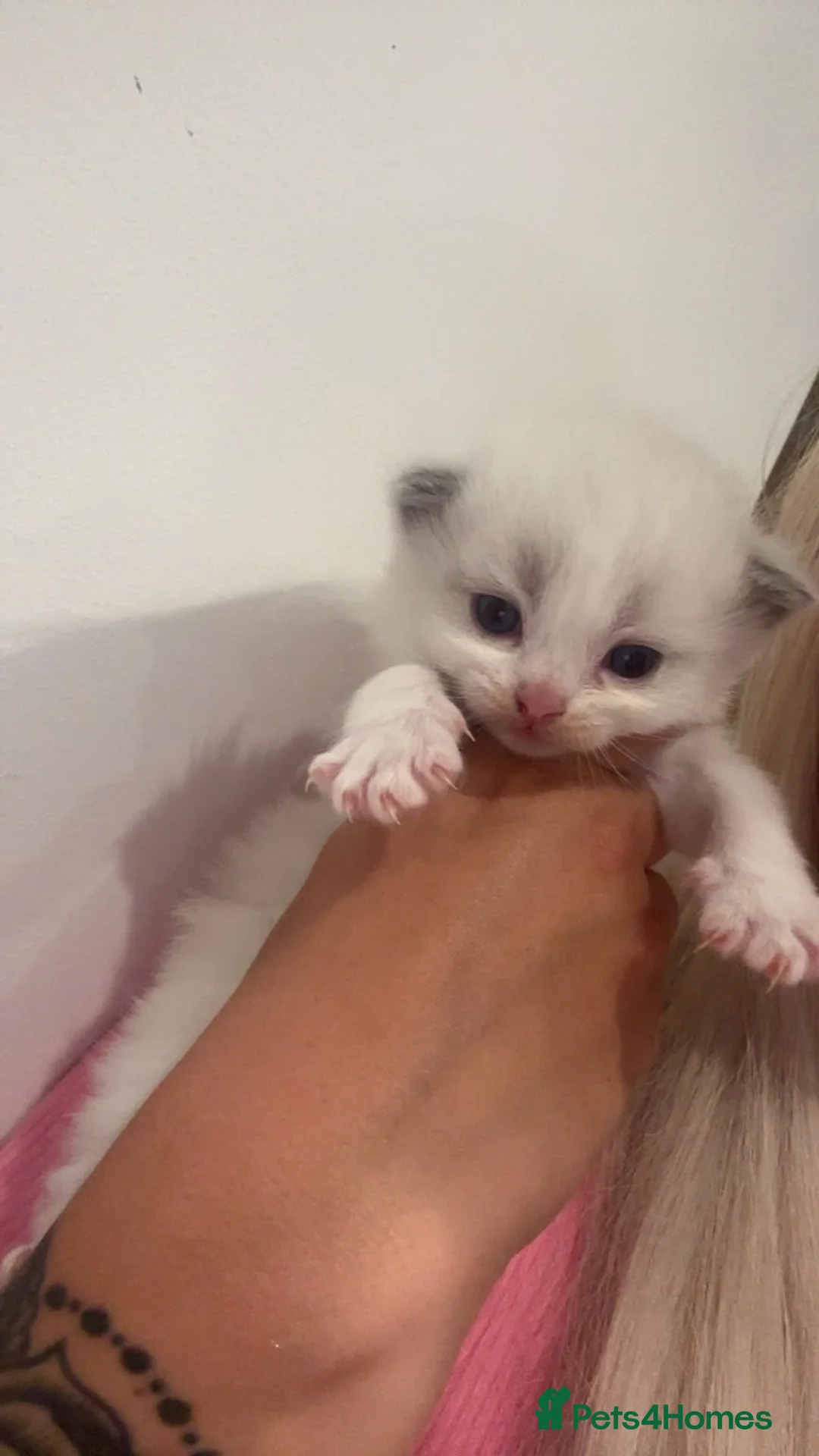 Ragdoll cats for sale: 3 STUNNING BLUE RAGDOLL KITTENS  in Stalybridge - Advert 2