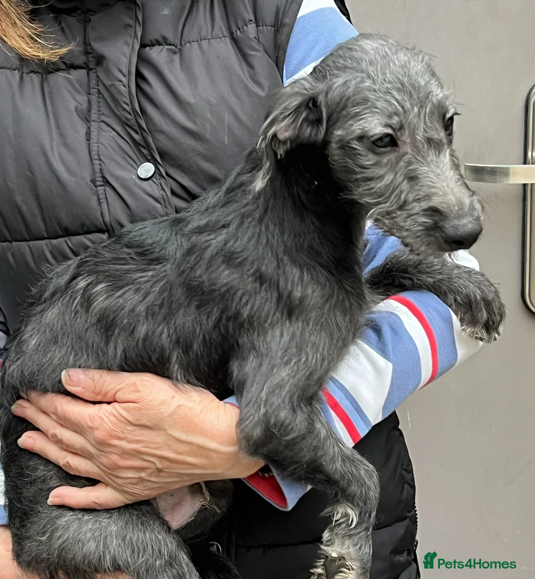 Bedlington Terrier dogs for sale: Lovely F1 Bedlington x Whippet Male Puppy - Advert 2