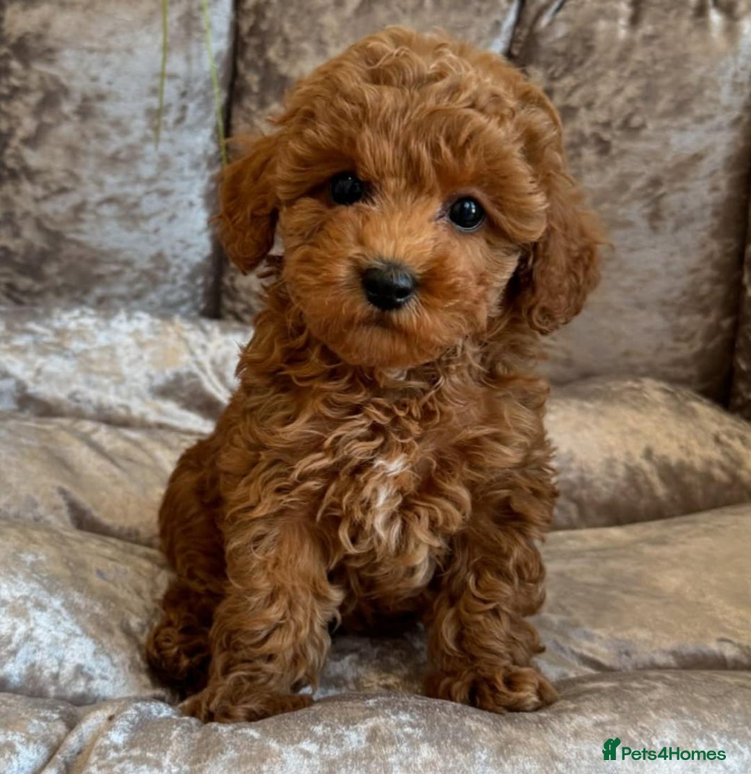 Maltipoo dogs for sale: Beautiful Toy Maltipoo Puppies - Image 18