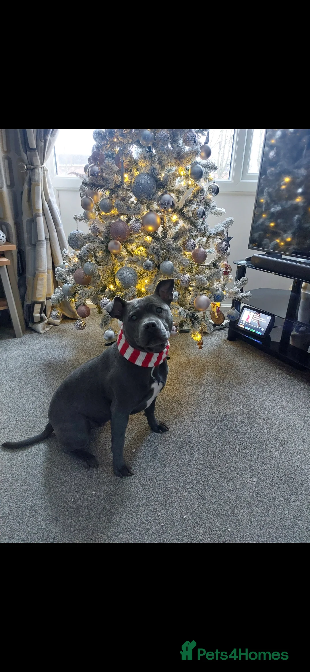 Staffordshire Bull Terrier dogs for stud: Staffordshire Bull Terrier looking for a stud - Advert 2