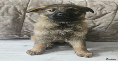 German Shepherd dogs - Advert 4