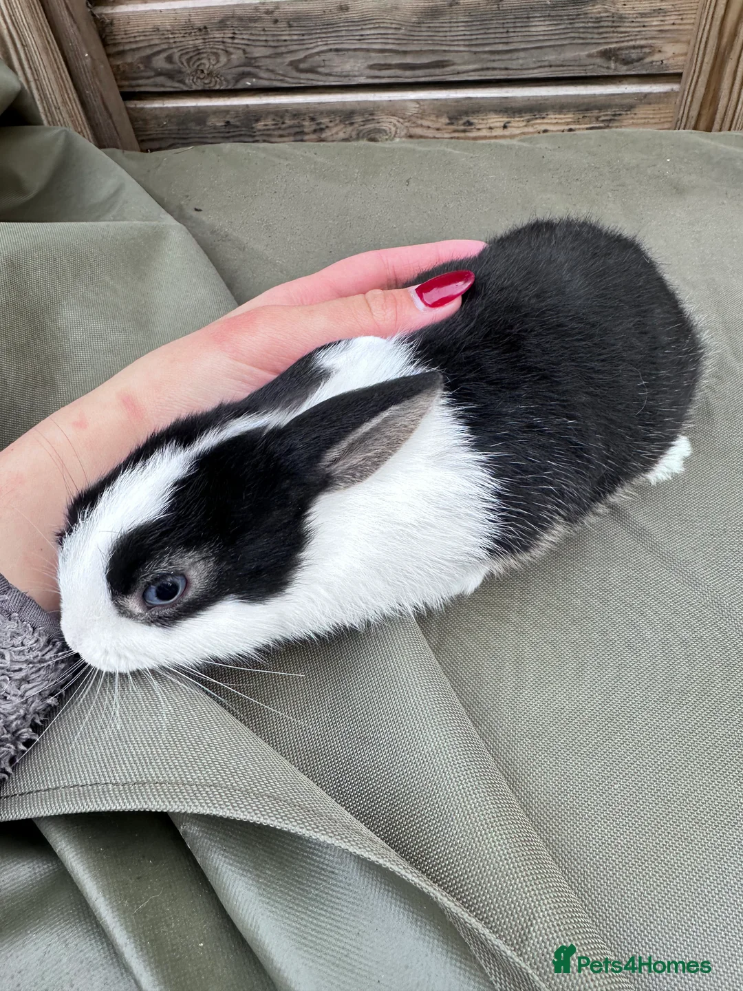 Mixed Breed rabbits for sale: 4 bunnies  - Advert 1