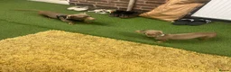 Miniature Dachshund dogs for sale: KC Registered Isabella Miniature Dachshund Girl  in Doncaster - Advert 2
