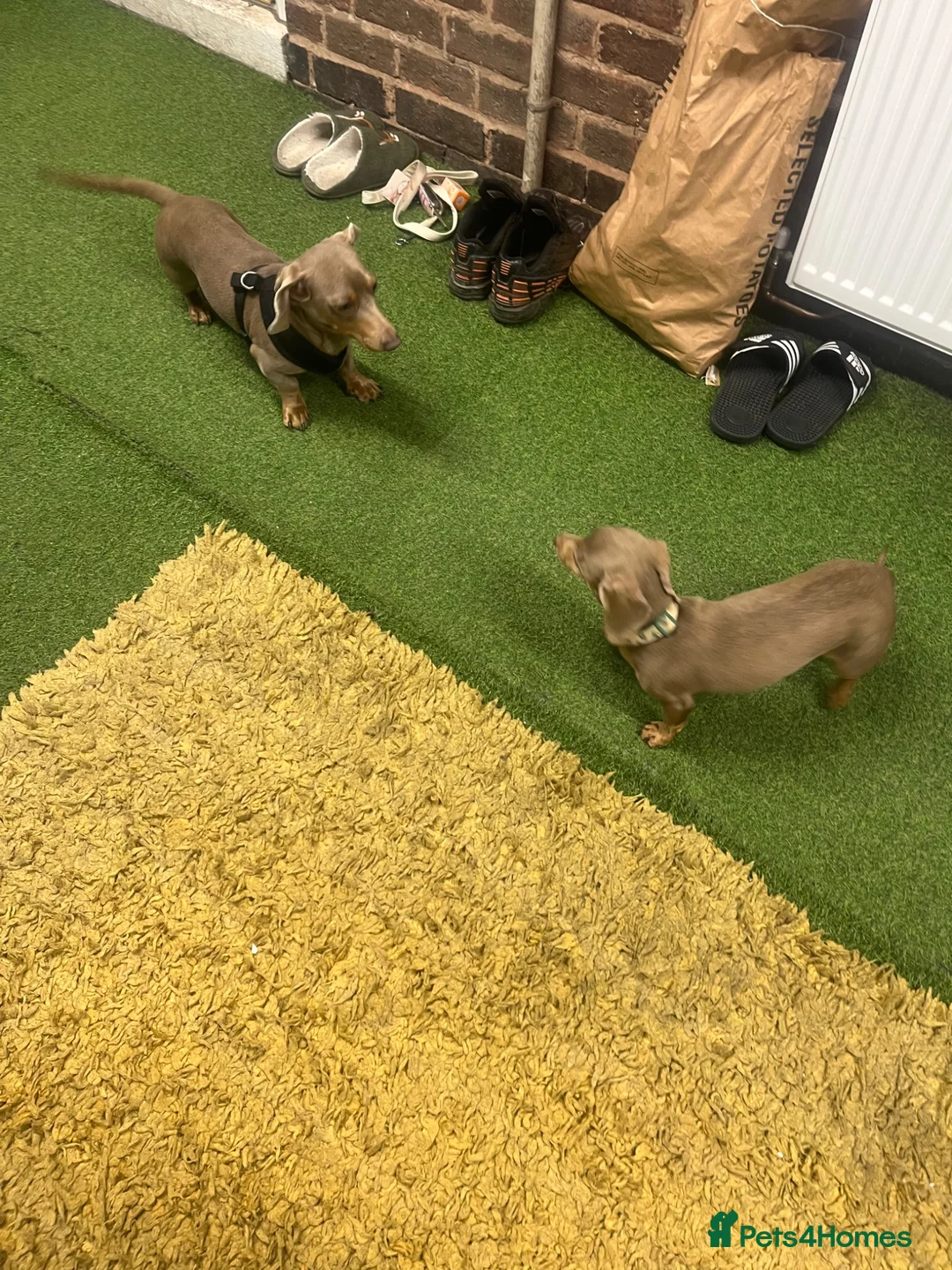 Miniature Dachshund dogs for sale: KC Registered Isabella Miniature Dachshund Girl  in Doncaster - Advert 2